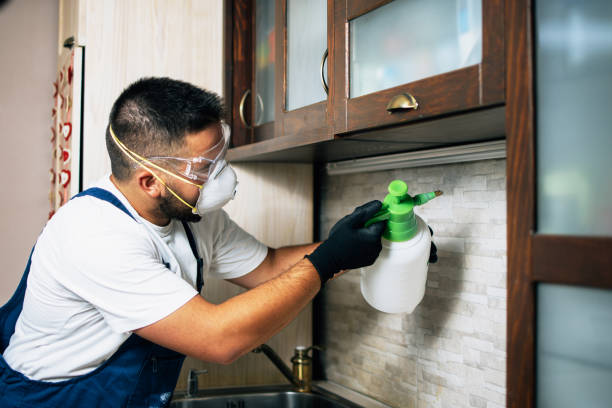 Best Wasp Removal Services  in Beech Island, SC
