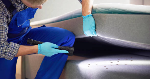 Best Mosquito Control Services  in Beech Island, SC