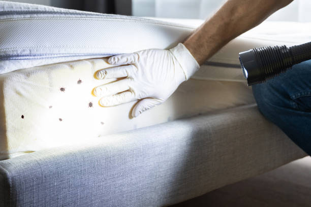 Best Best Pest Control Companies  in Beech Island, SC